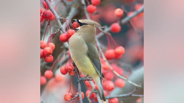 Drunk birds flying into windows, cars in northern Minnesota town