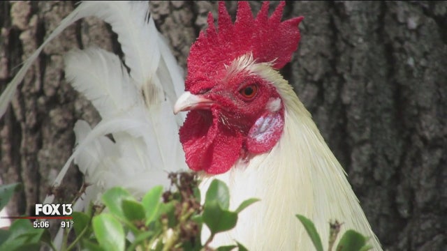 Colonel, the white Ybor City rooster killed