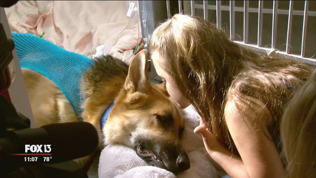 World rallies behind hero dog who saved girl from snake