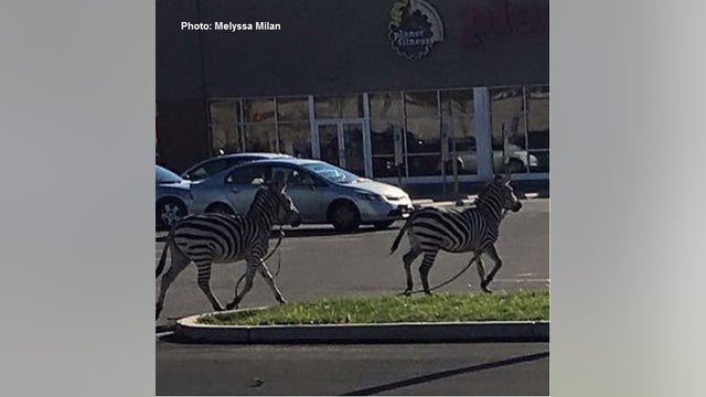 Police: Zebras Captured after Running Loose in West Philadelphia
