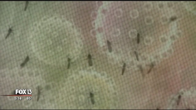 Governor Scott on Zika virus: prepare for the worst, hope for the best