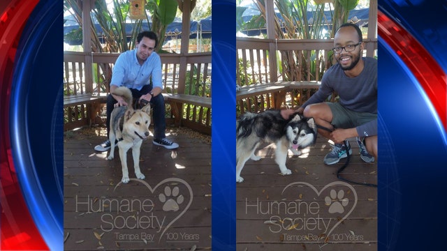 Dogs rescued from Korean meat farm get homes