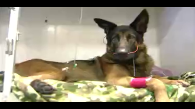 Pet charity helping airman's dogs after fire