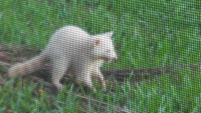 VIDEO: Rare albino raccoon caught on camera