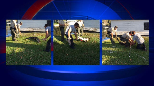 Tavares man recovering after alligator bite