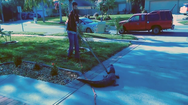 Florida man finds alligator hiding in garage
