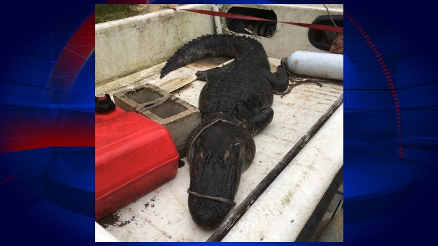 Hissing gator that trapped girl in tree recovered