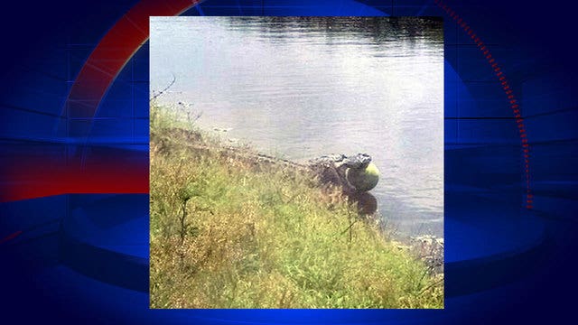 Sweet tooth: Florida alligator caught swiping watermelon