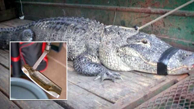 Golfer fights off 10-foot alligator with 'solid, heavy' putter