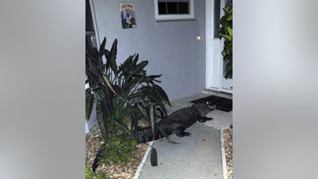 Large alligator surprises Venice homeowner