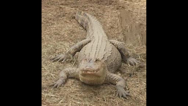 Alligator found at Long Island home