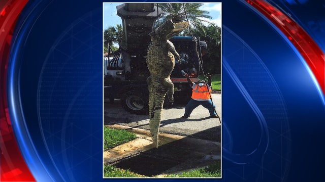 Giant alligator carcass clogs Fort Myers neighborhood drain