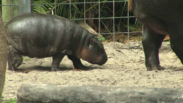 Zoo's baby hippo gets a name