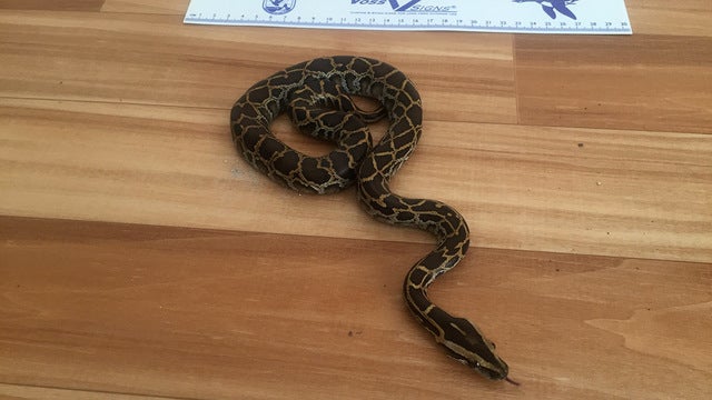 FWC warns Keys residents: Watch out for baby pythons