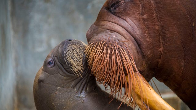 WATCH: Adorable baby walrus born at SeaWorld Orlando