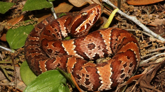 Get to know Florida's six venomous snakes
