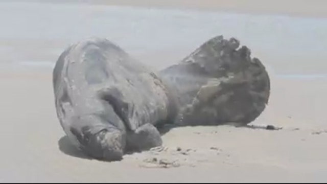 Beached manatees rescued in Central Florida