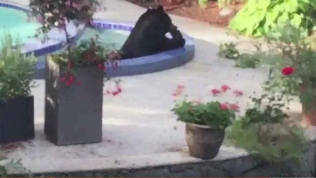 Black bear lounges in pool, hot tub