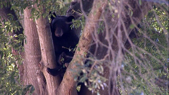 Florida black bears denied endangered status