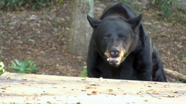 State says black bears showing 'robust' growth