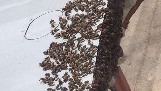 Bees clinging to wing of plane delays flight from Miami