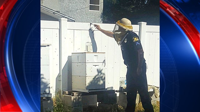 Swarm of bees scares away suspects, crime scene techs