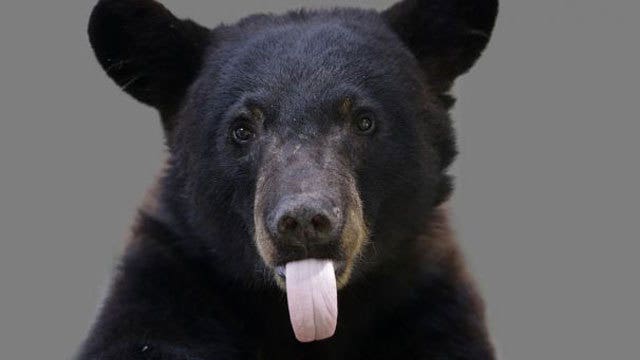 Black bear opens car door, terrifies family driving through Yellowstone