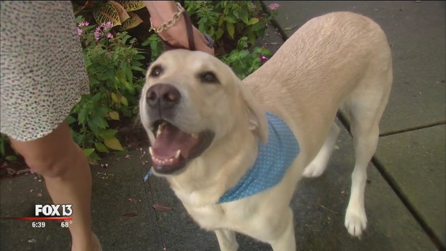 Faith in Action: Blessing of the Pets