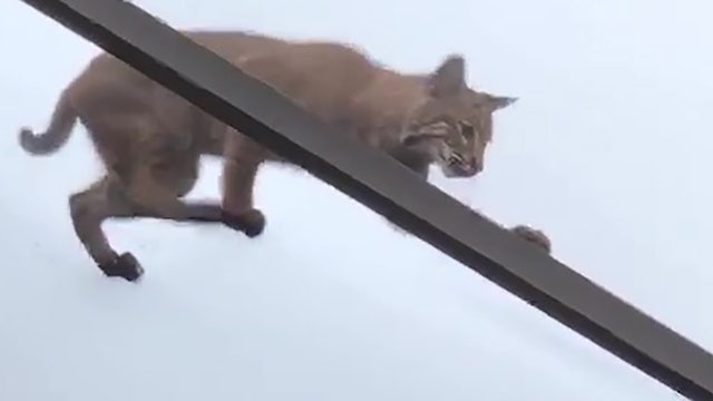 Bobcat chases squirrel on top of Punta Gorda patio