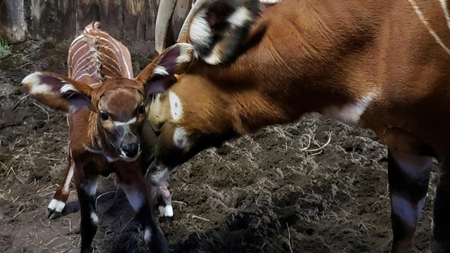 Critically endangered forest antelope born at Jacksonville Zoo