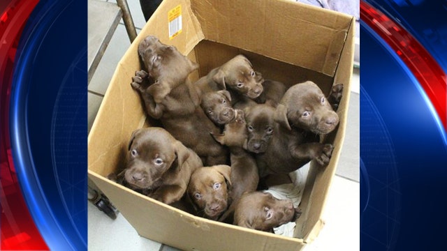 Chocolate lab puppies surrendered to Humane Society