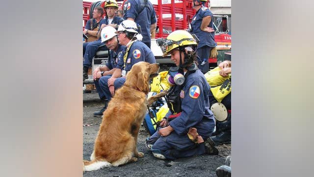 Last known living 9/11 search dog dies in Texas at age 16