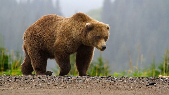 Alaska brown bears can be seen in live video feasting after hibernation