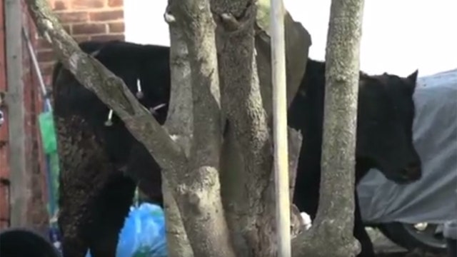 Bull that ran through Queens dies