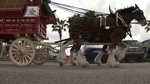 Clydesdales make surprise appearance in Tampa ahead of Gasparilla