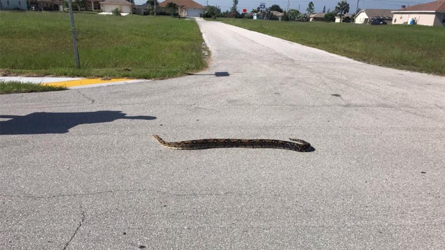 Florida police find 8-foot long boa constrictor near neighborhood