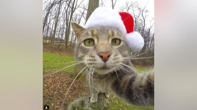 VIRAL: Selfie Cat and His Crew
