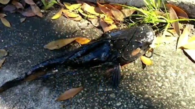 Catfish mailbox prank has residents on edge in Central Florida neighborhood