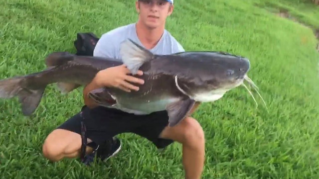 Florida fisherman reels in huge catfish