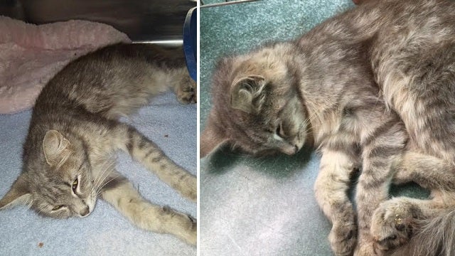 Mother cat, kittens found tied together