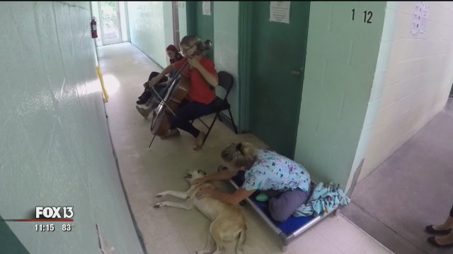 Cellist among volunteers who give royal treatment to shelter pets