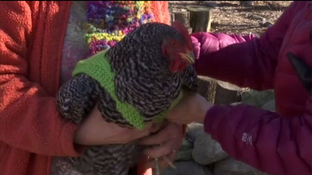 Retirees knitting sweaters for chilly chickens