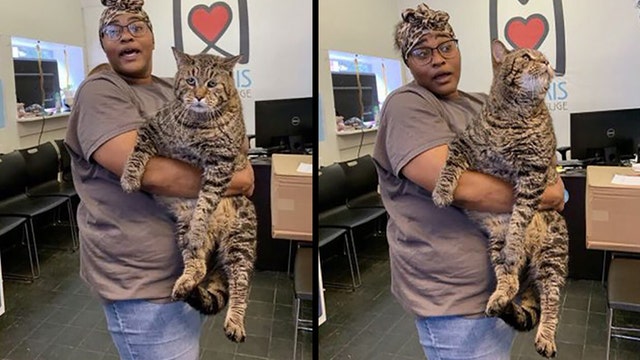 'Chonky kitty': 26-pound cat headed to forever home thanks to viral success