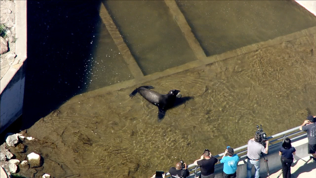 Wayward sea lion stuck in Vacaville canal