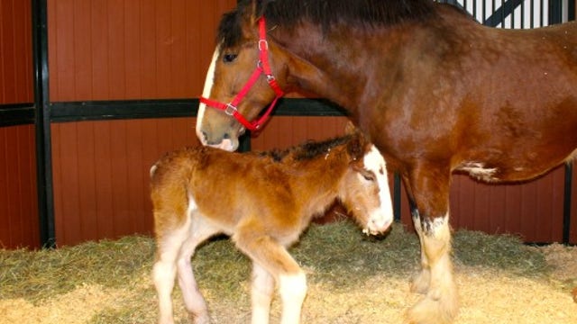 Budweiser Clydesdales welcome newest addition, baby "Mac"