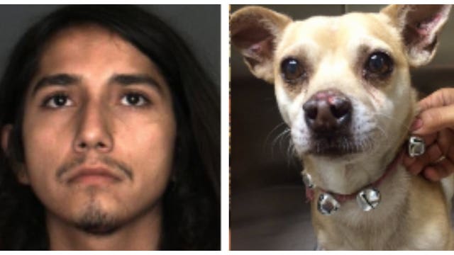 Man arrested on animal cruelty charges after Chihuahua tests positive for meth