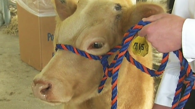 A morning at the Polk County Youth Fair