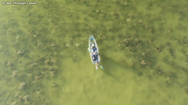 Massive fever of cownose rays spotted off St. Pete