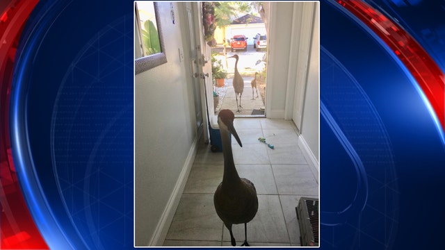 Crane family accepts open door as invitation