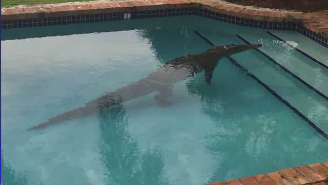 Crocodile takes morning dip in Florida Keys swimming pool
